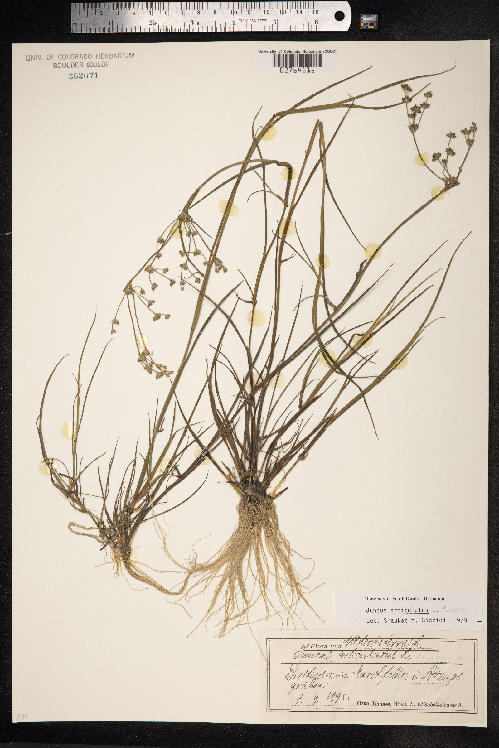Juncus articulatus image