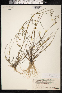 Juncus articulatus image