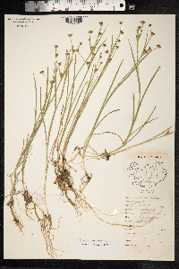 Juncus articulatus image