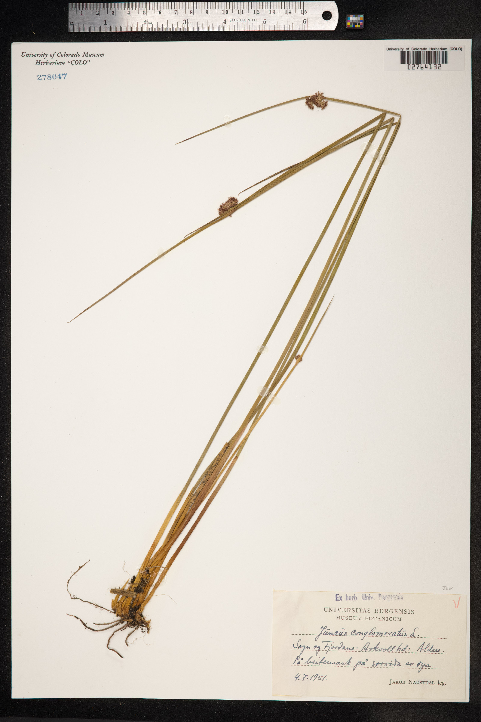 Juncus conglomeratus image