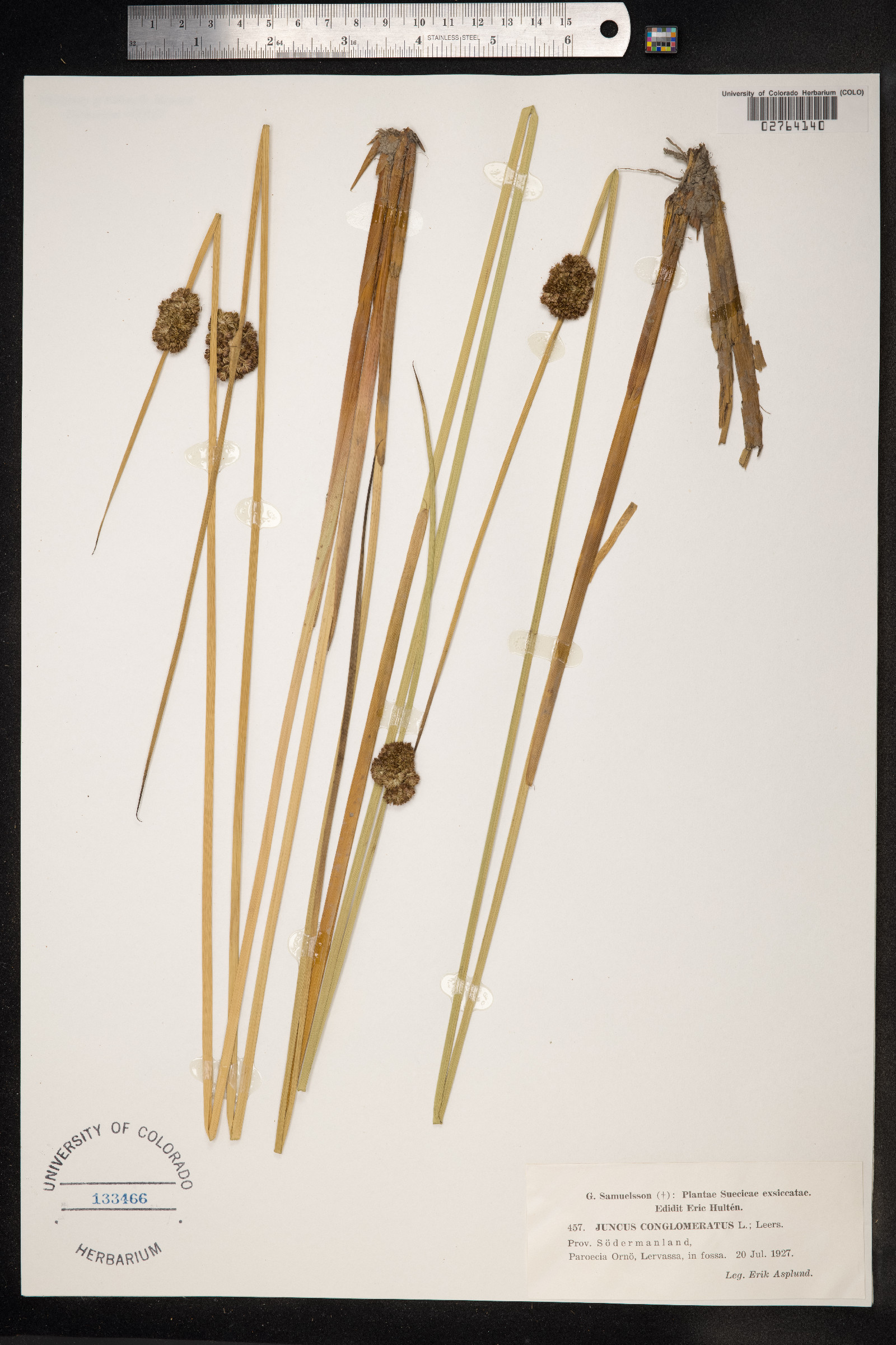 Juncus conglomeratus image
