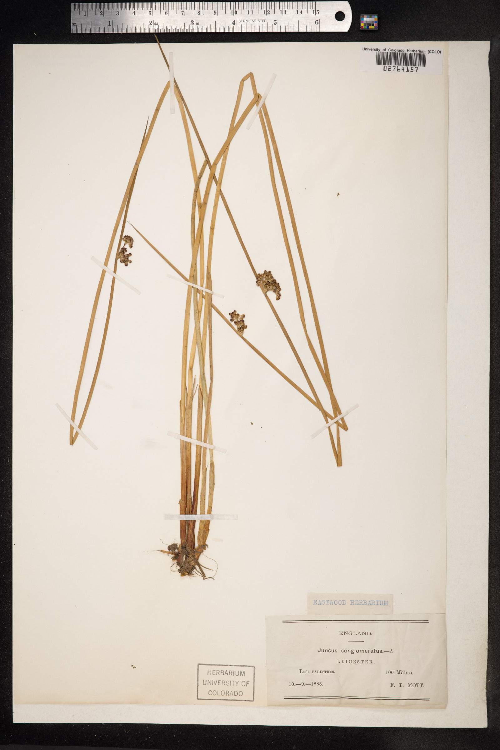 Juncus conglomeratus image