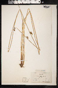 Juncus conglomeratus image