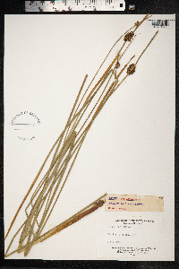 Juncus conglomeratus image