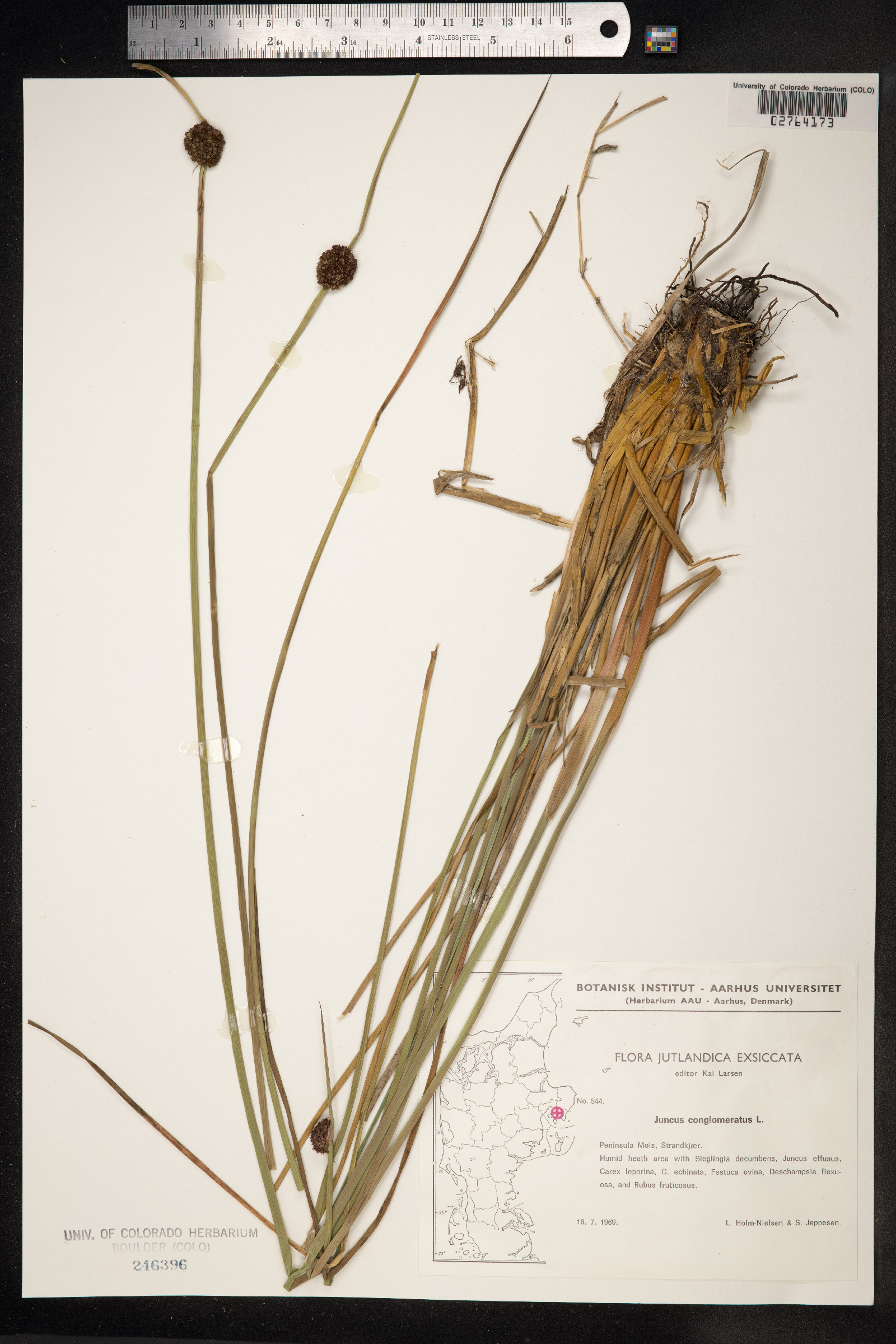 Juncus conglomeratus image