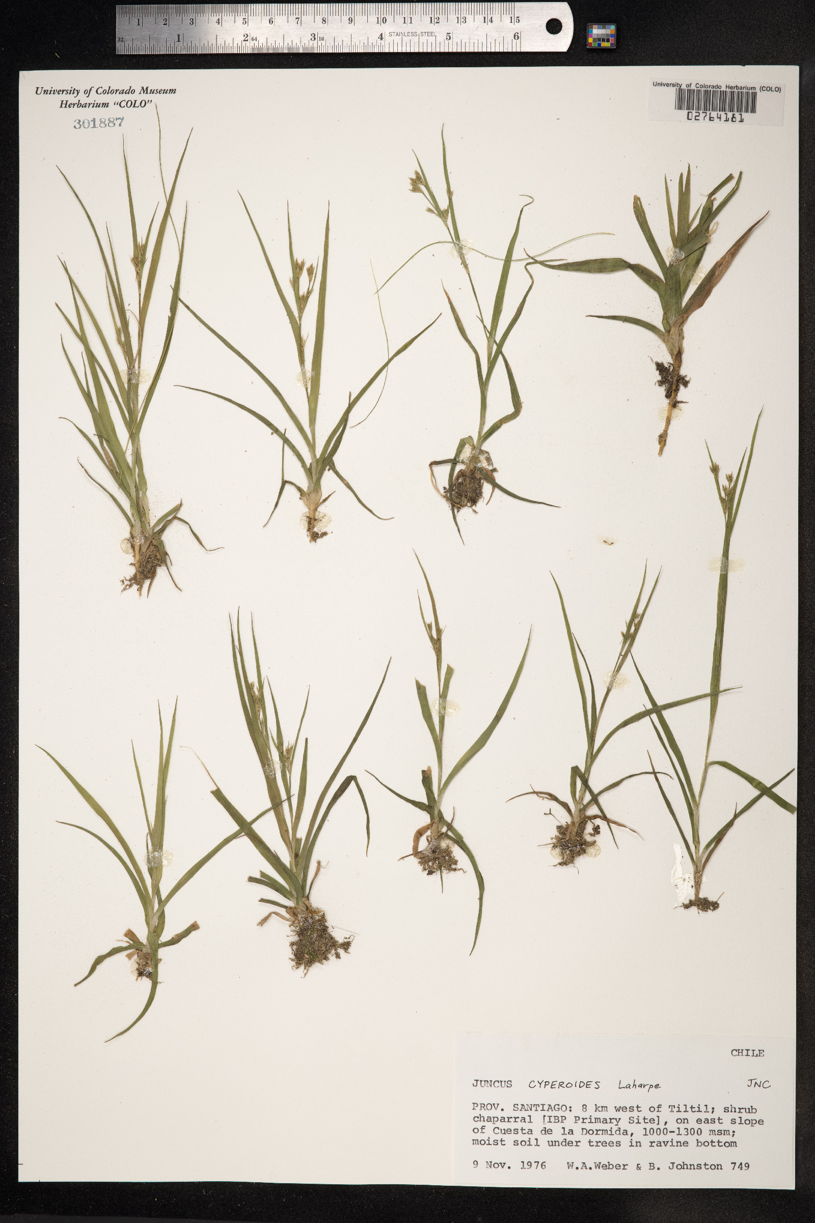 Juncus cyperoides image