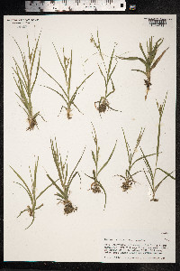 Image of Juncus cyperoides