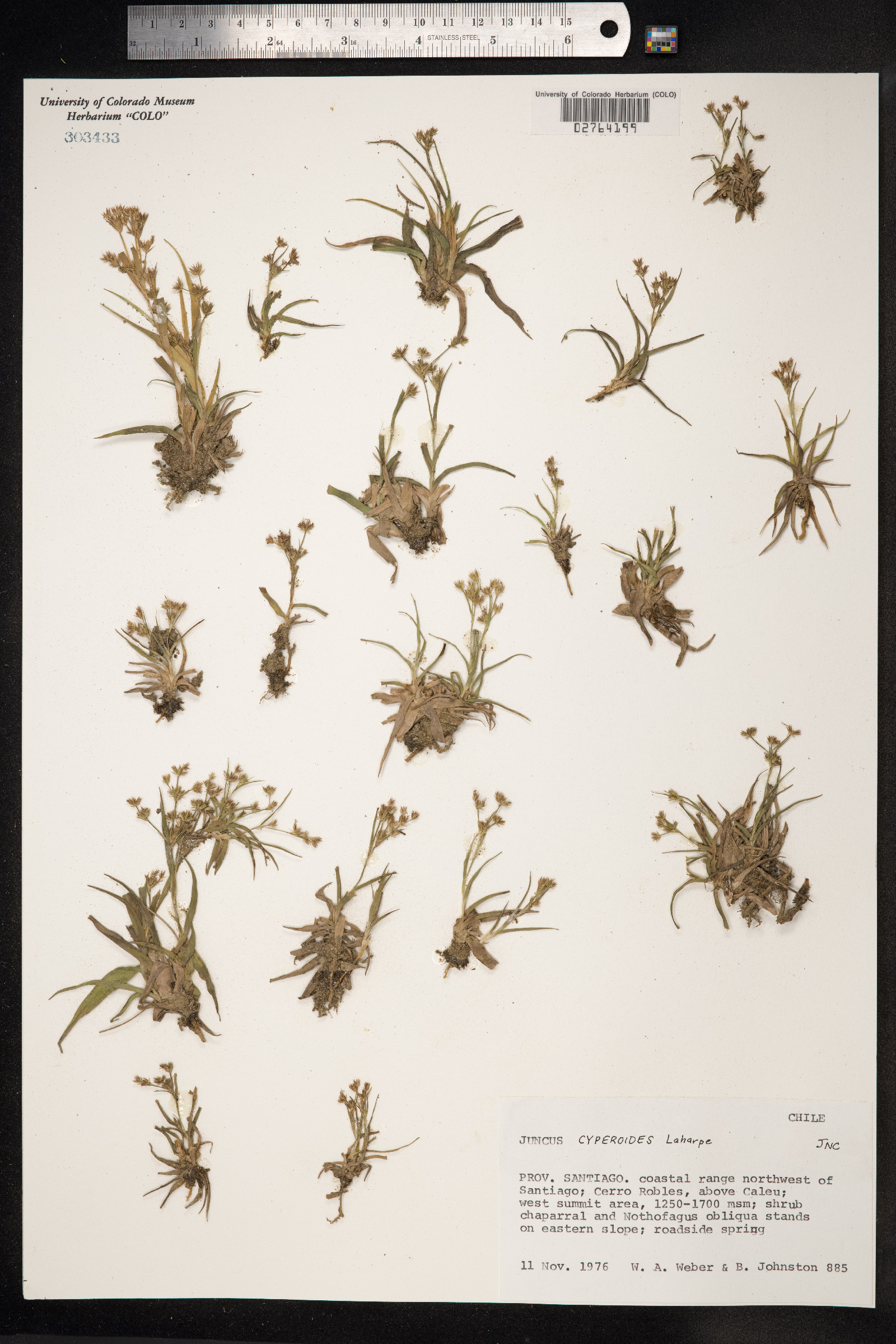 Juncus cyperoides image