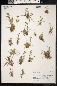 Juncus cyperoides image