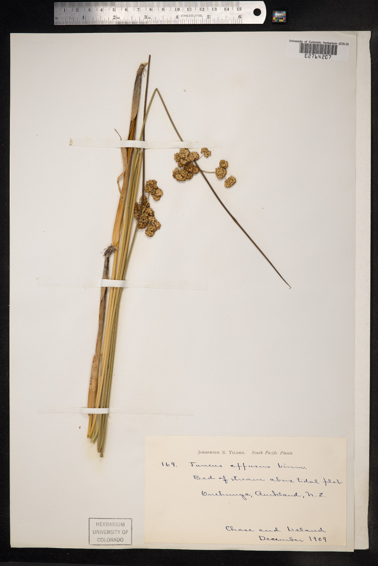 Juncus effusus image