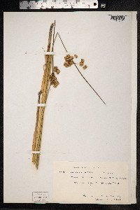Juncus effusus image