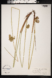 Juncus effusus image