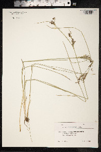 Juncus compressus image