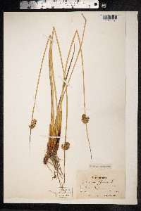 Juncus effusus image