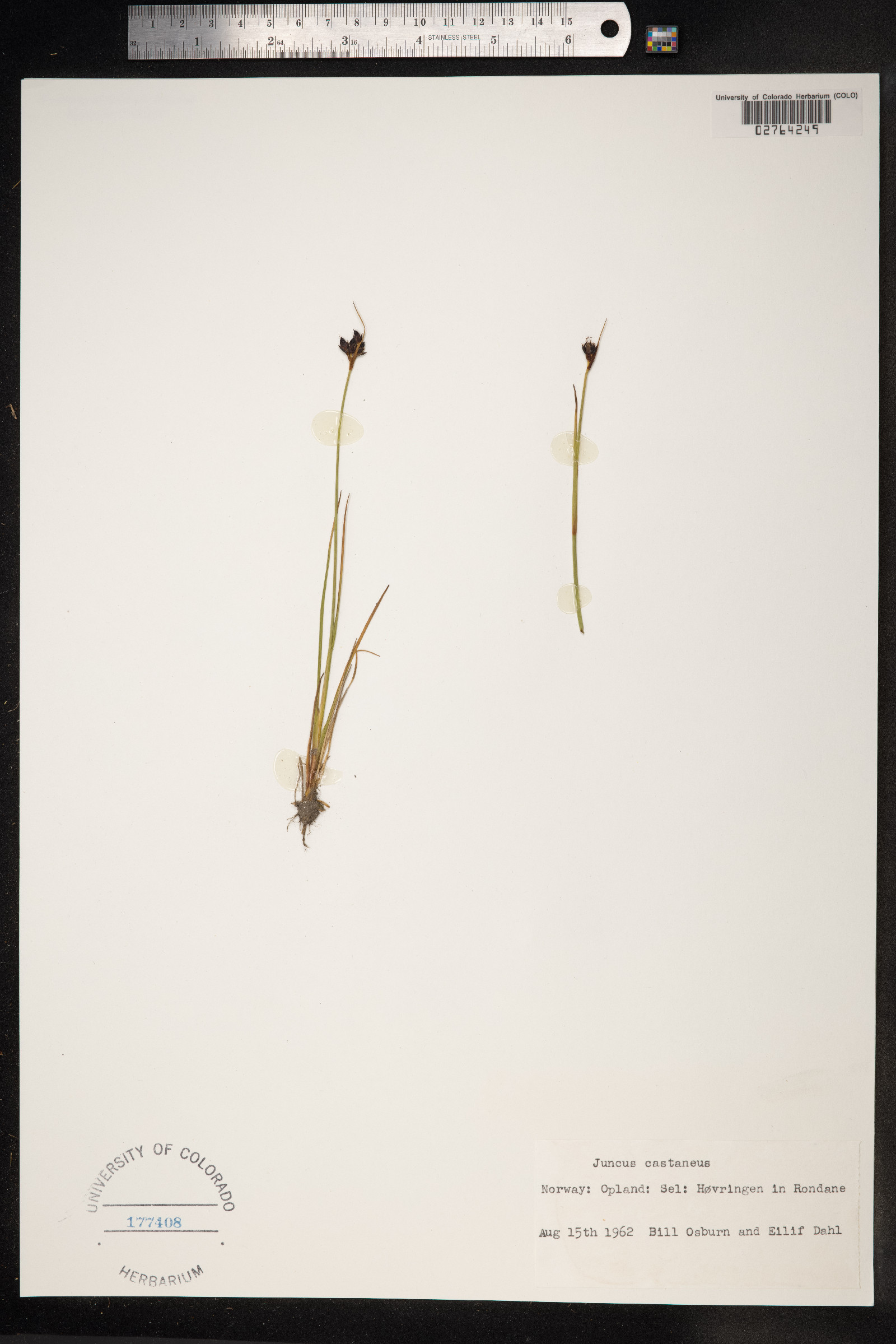 Juncus castaneus image