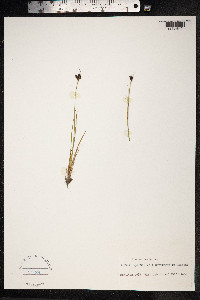 Juncus castaneus image