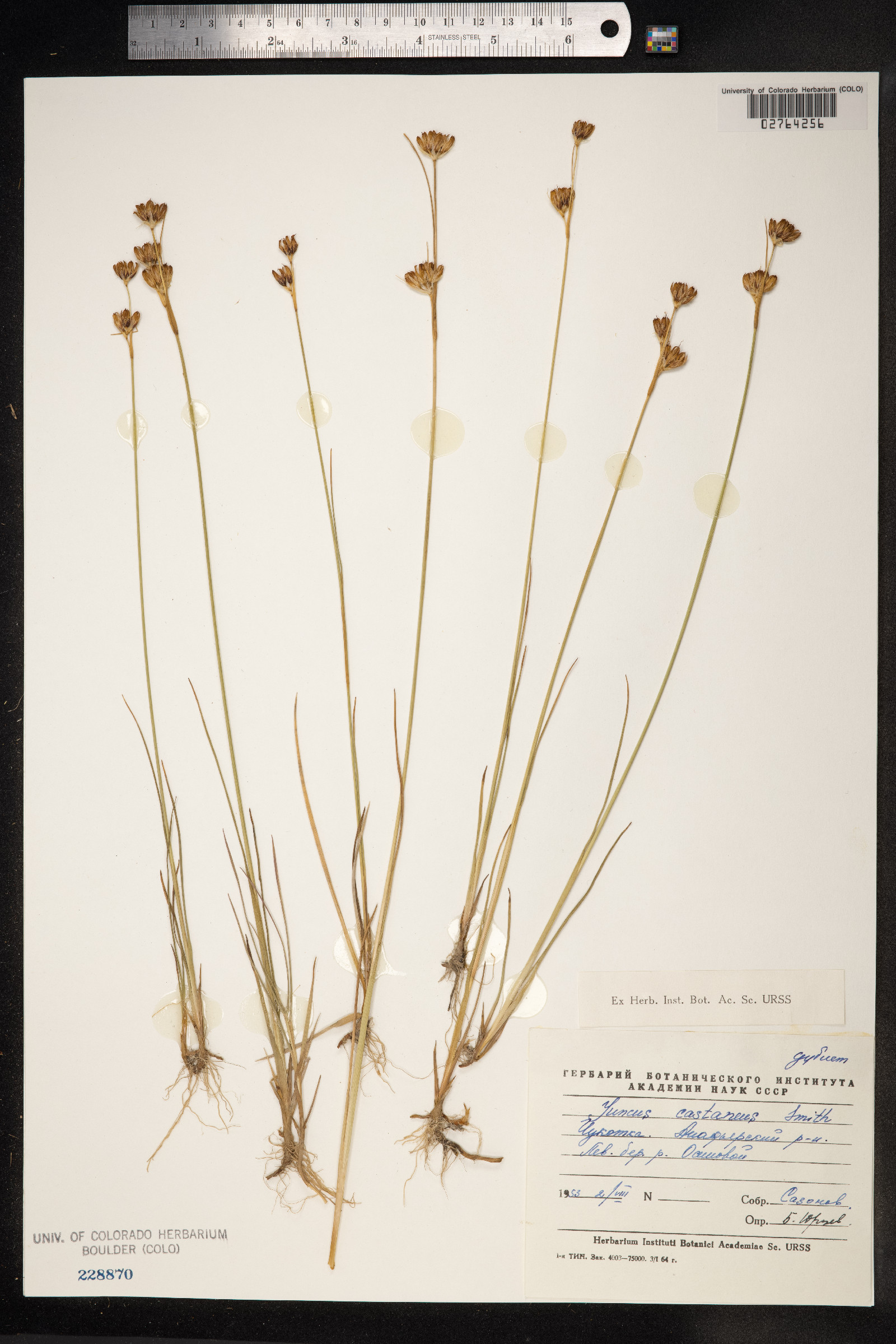 Juncus castaneus image