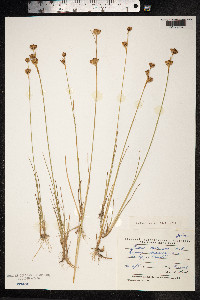 Juncus castaneus image