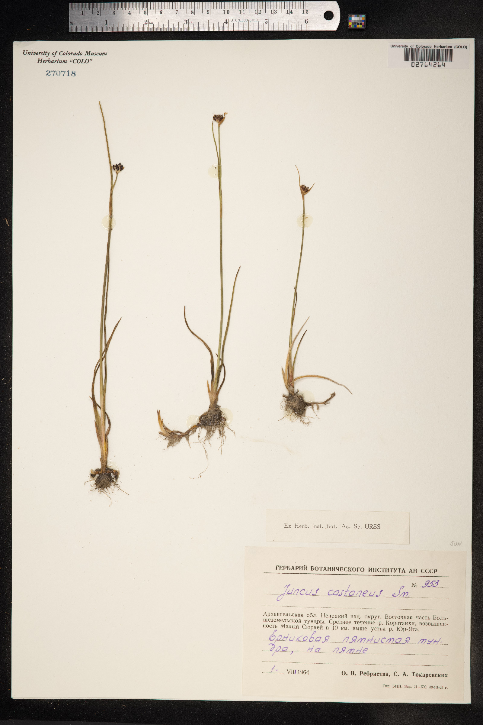 Juncus castaneus image