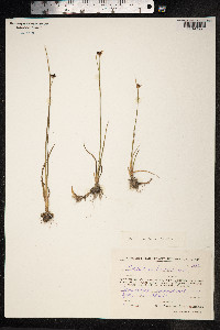 Juncus castaneus image