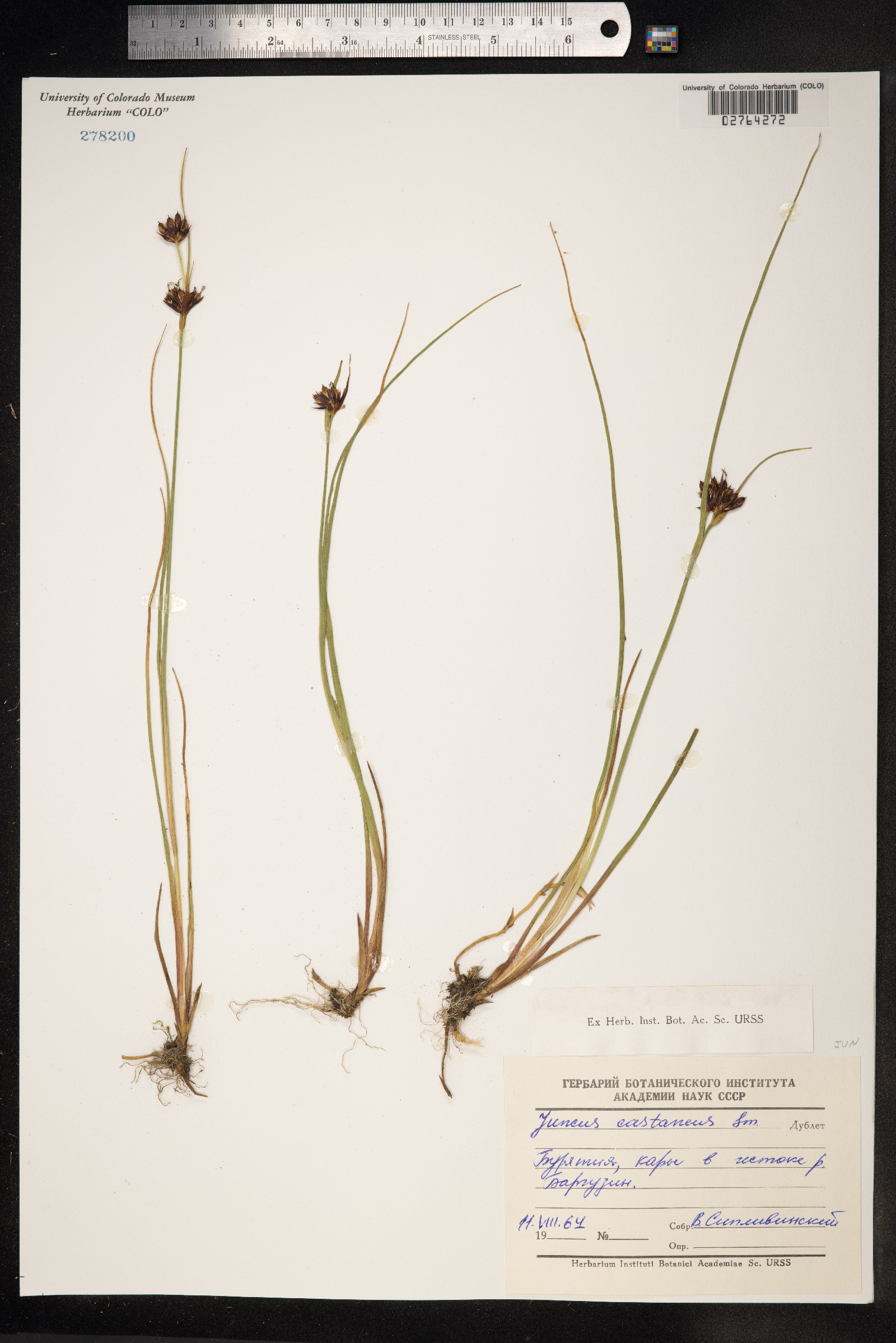 Juncus castaneus image