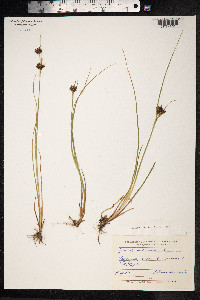 Juncus castaneus image