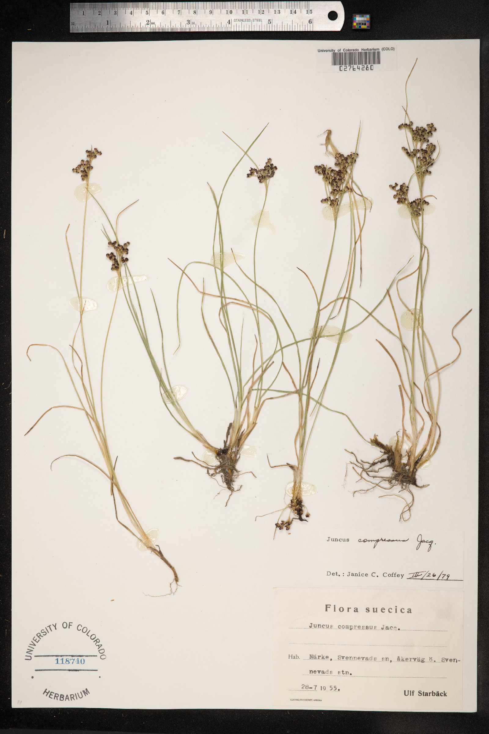 Juncus compressus image