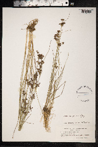 Juncus compressus image