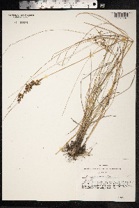 Juncus compressus image
