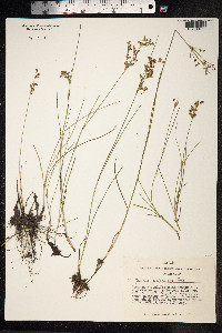 Juncus compressus image