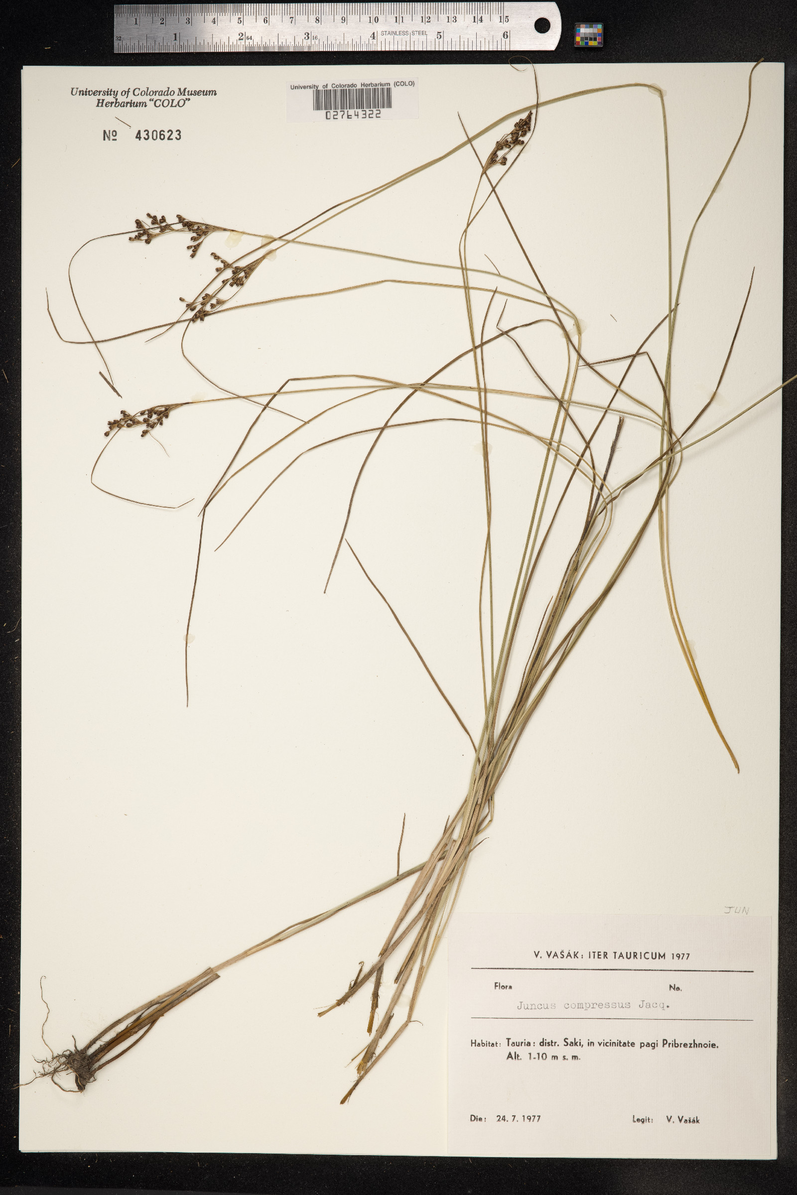 Juncus compressus image