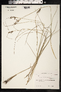 Juncus compressus image