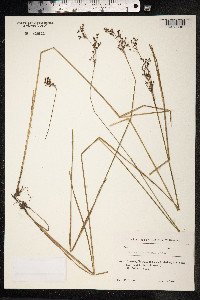 Juncus compressus image
