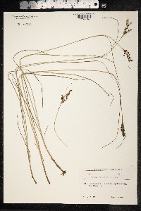 Juncus compressus image