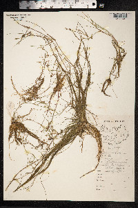 Juncus bulbosus image