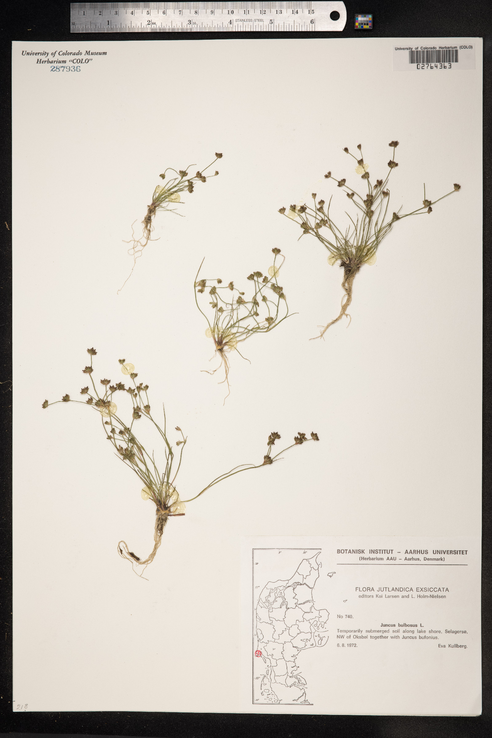 Juncus bulbosus image