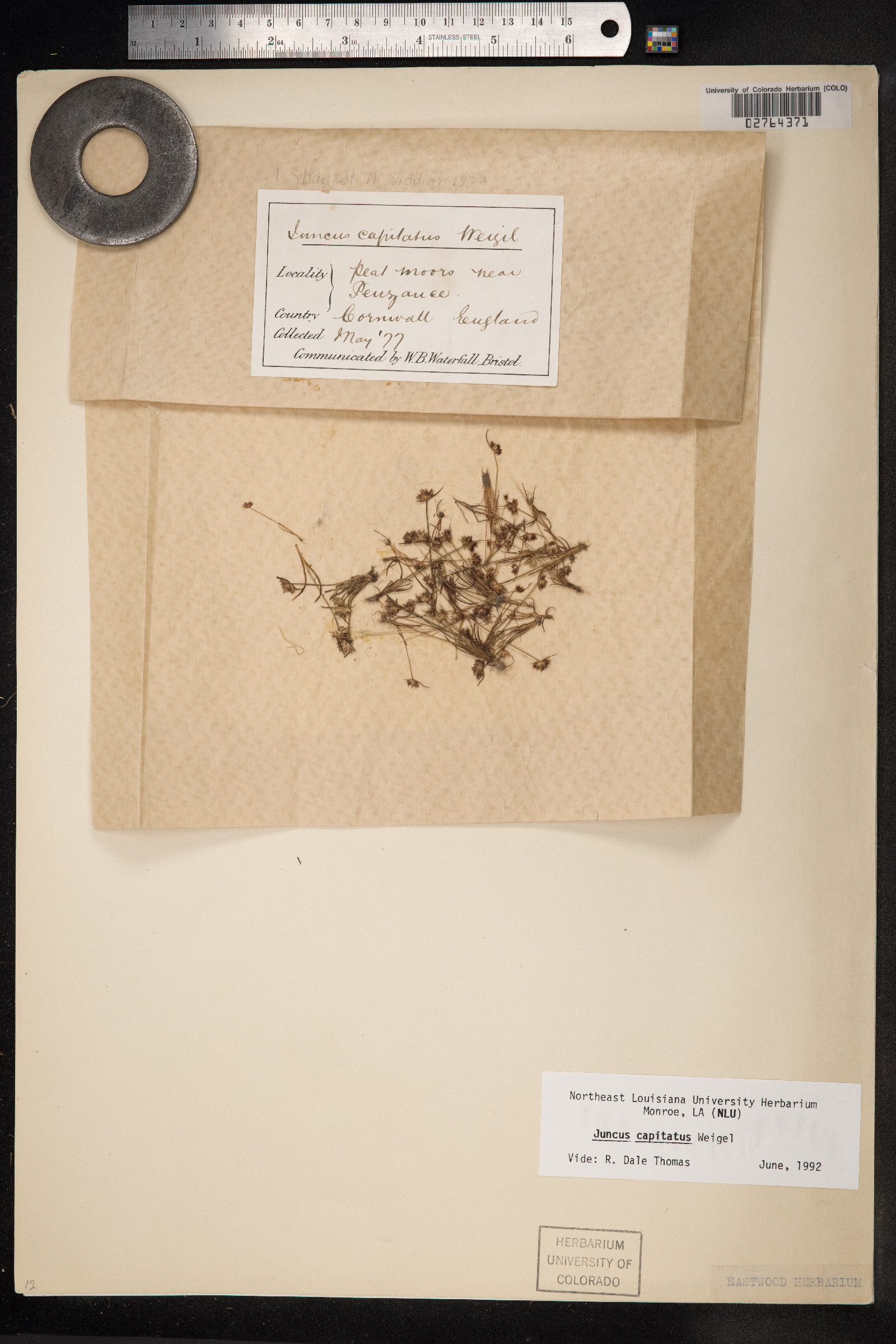 Juncus capitatus image