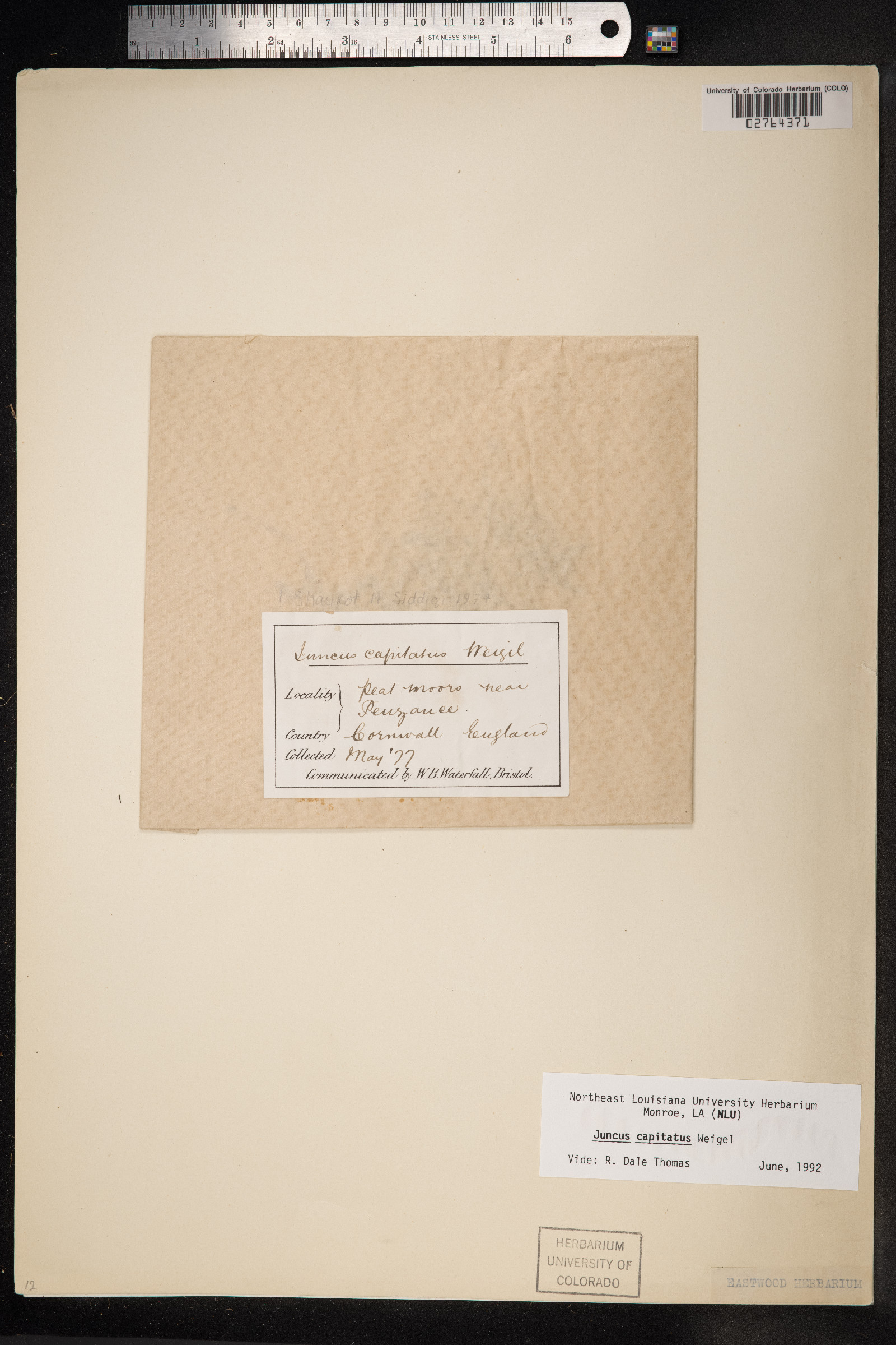 Juncus capitatus image