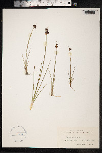 Juncus castaneus image