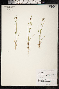 Juncus castaneus image