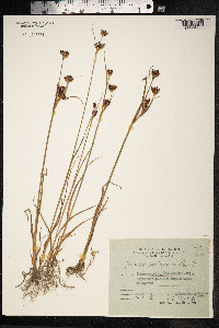 Juncus castaneus image