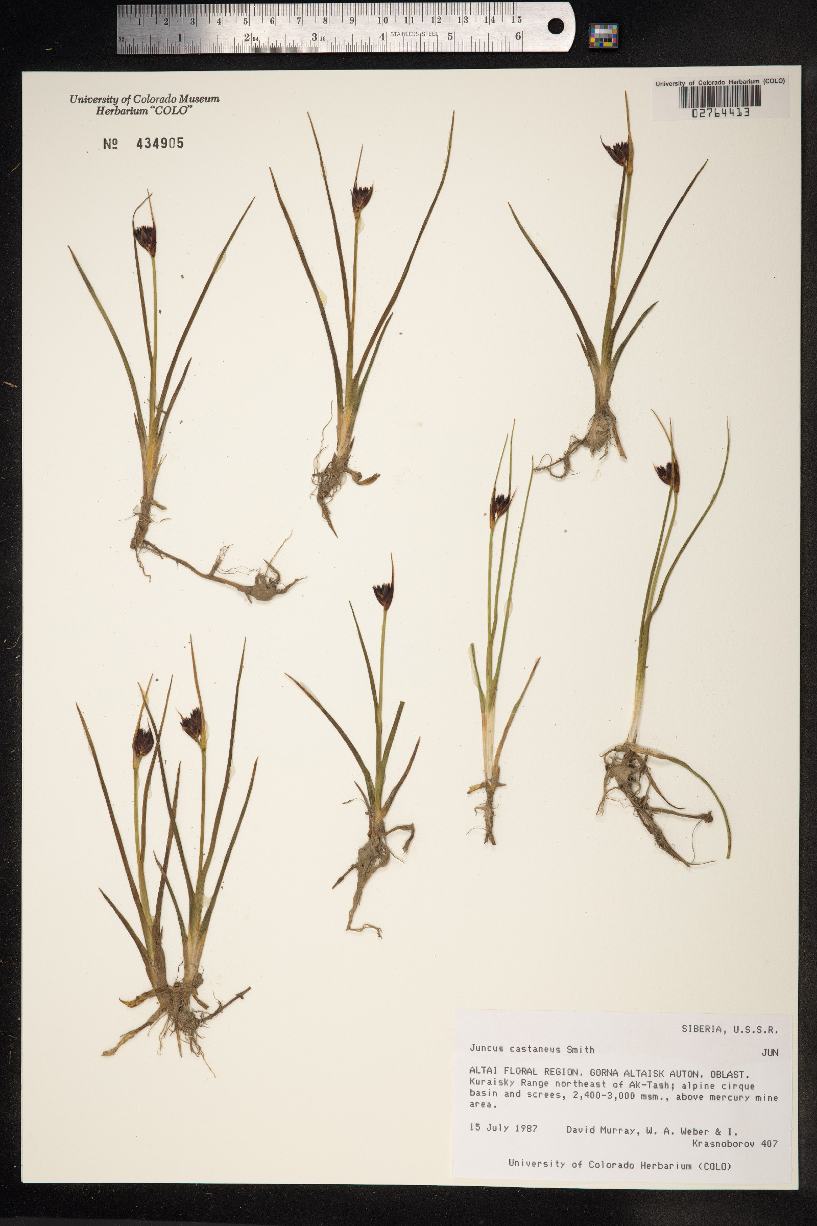 Juncus castaneus image