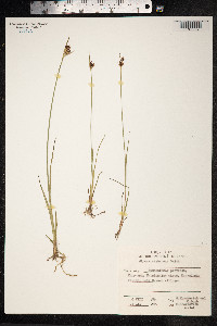 Juncus castaneus image