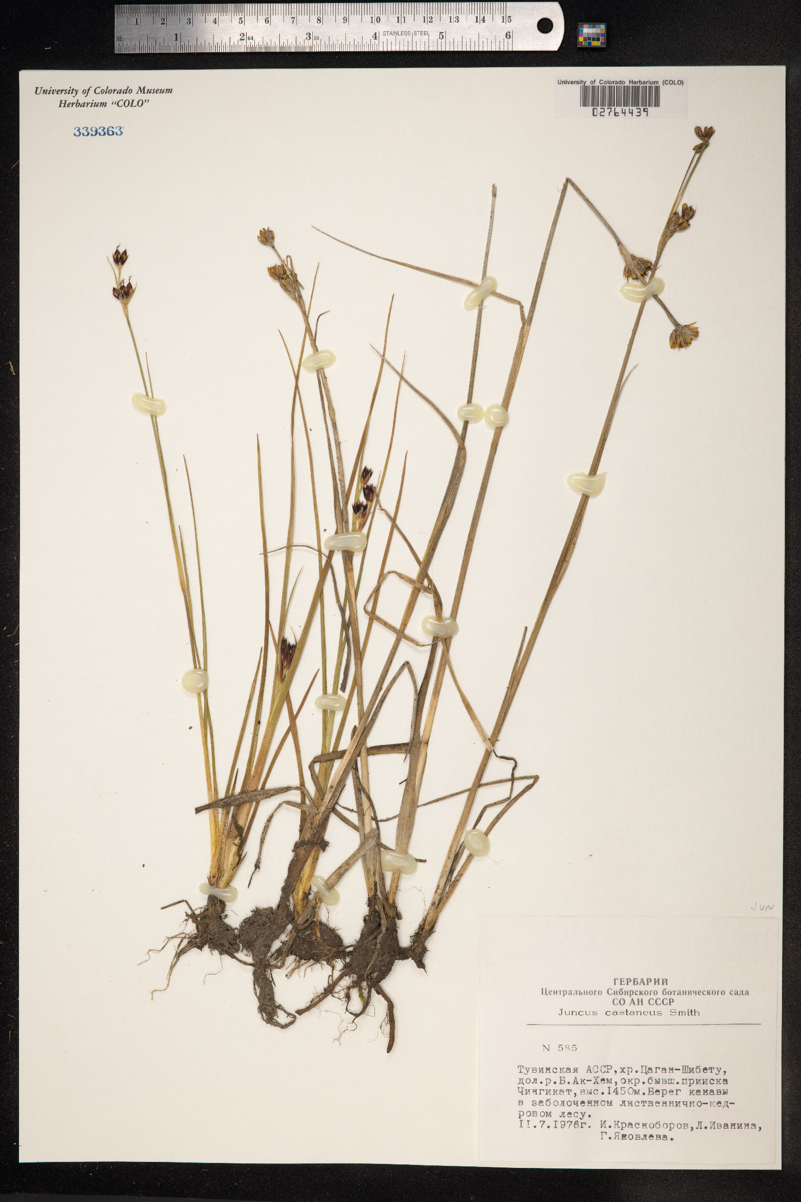 Juncus castaneus image