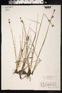 Juncus castaneus image