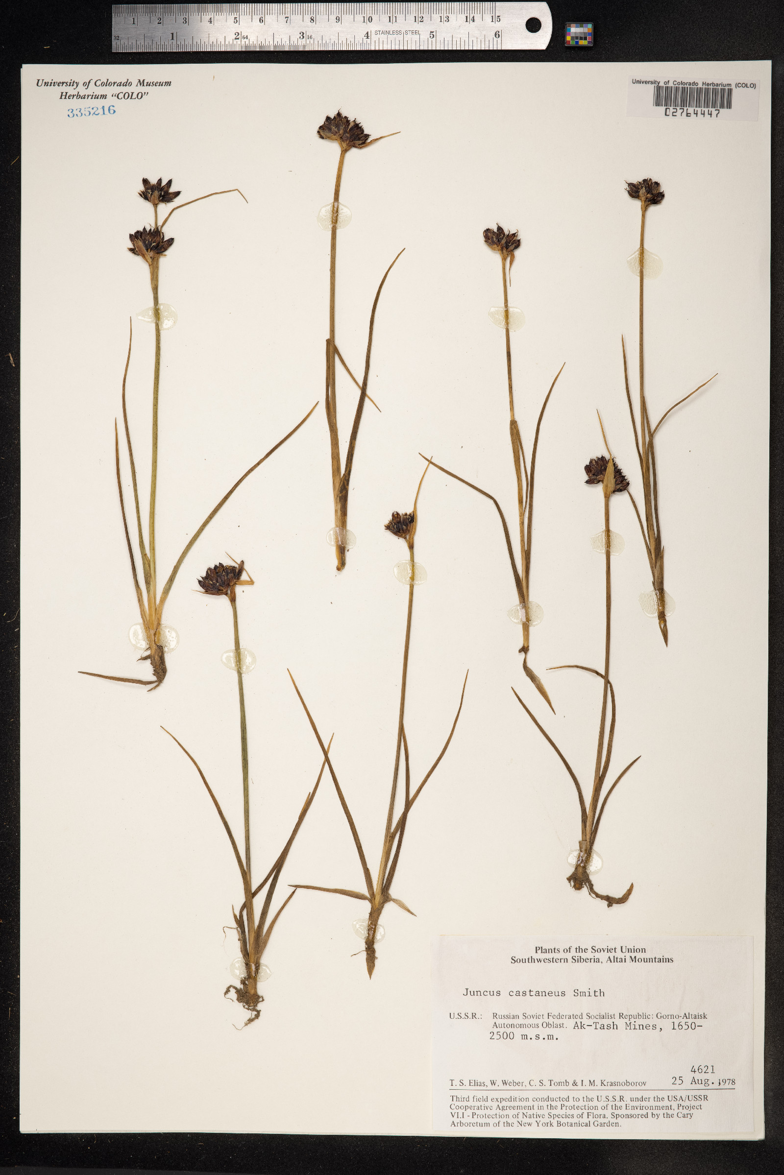 Juncus castaneus image