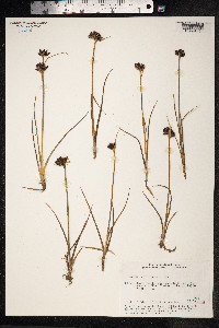 Juncus castaneus image