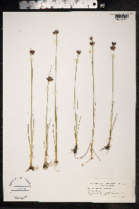 Juncus castaneus image