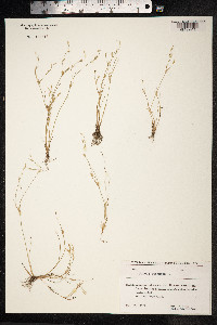 Juncus bufonius image