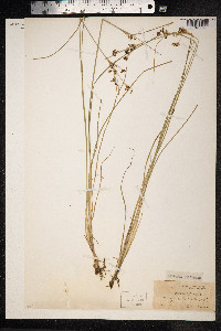 Juncus bulbosus image